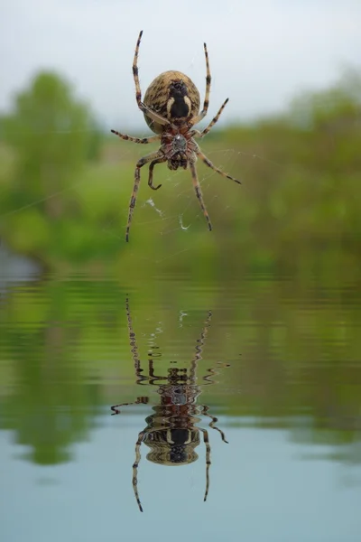 Garden spider on web with water refections — Stock Photo, Image