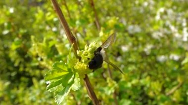 Ağaç üzerinde siyah arı