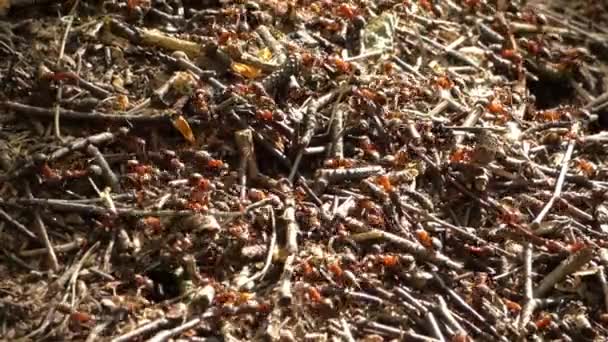 在森林里的蚁丘 — 图库视频影像