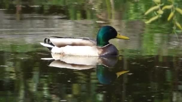 Drake flotando sobre la superficie del estanque — Vídeo de stock