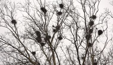 Yuva ağaç hakkında Crows