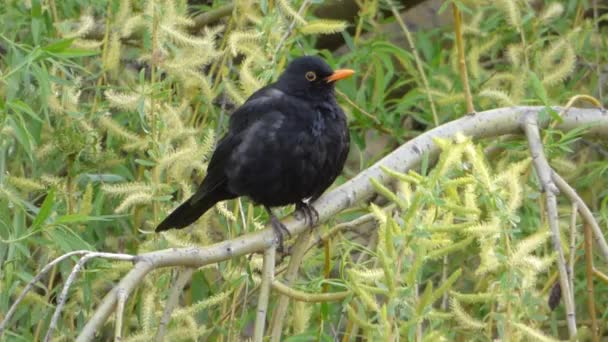 Blackbird sitting on tree branch — Stock Video