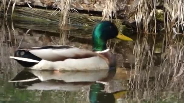 Drake floating over pond surface — Stock Video