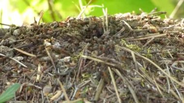 karınca yuvası orman