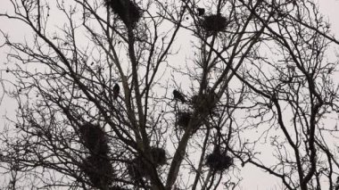Yuva ağaç hakkında Crows
