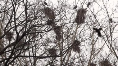 Yuva ağaç hakkında Crows