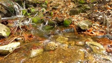 ormandaki küçük dere