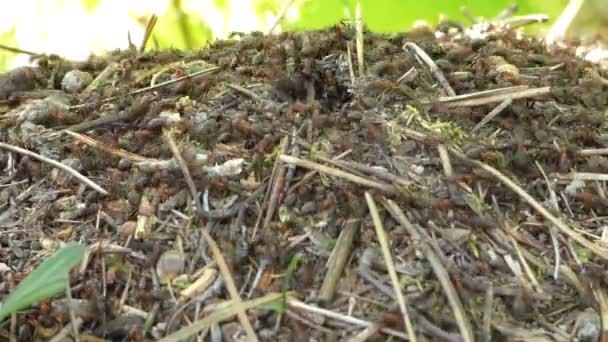 Mierenhoop in bos — Stockvideo