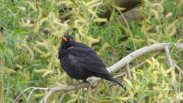 Amsel sitzt auf Ast — Stockvideo