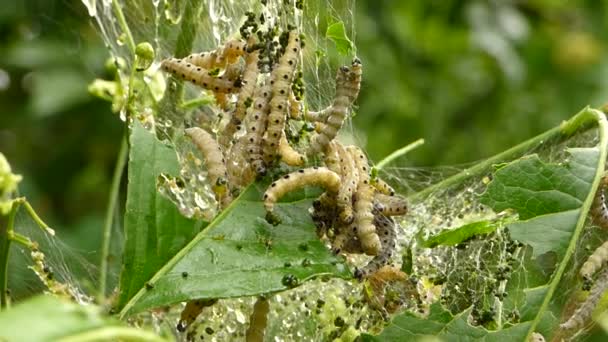 Caterpillar ramp — Stockvideo