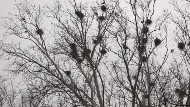 Вороны в гнездах на дереве — стоковое видео