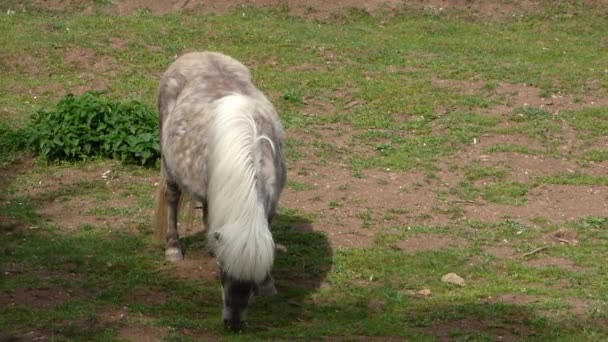 Grazende licht bruin pony — Stockvideo