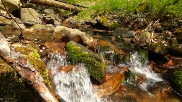 Liten bäck i skogen — Stockvideo