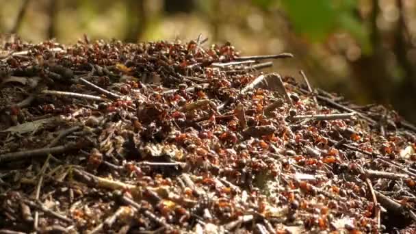 Μυρμηγκοφωλιά στο δάσος — Αρχείο Βίντεο