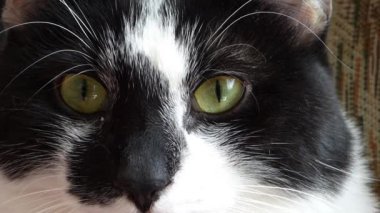 Kedi Gözü