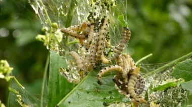 Caterpillar afet