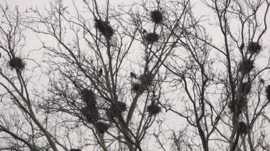 Yuva ağaç hakkında Crows