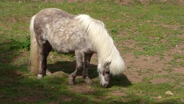 Grazende licht bruin pony — Stockvideo