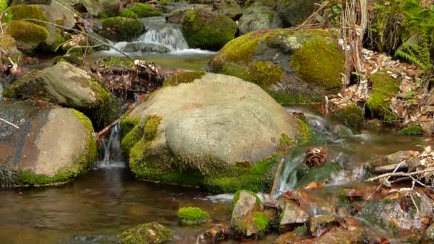 Pequeno riacho na floresta — Vídeo de Stock