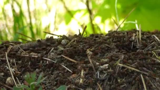 Myrstacken i skogen — Stockvideo