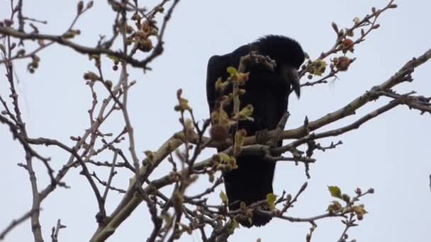 Cuervo en nidos en el árbol — Vídeos de Stock