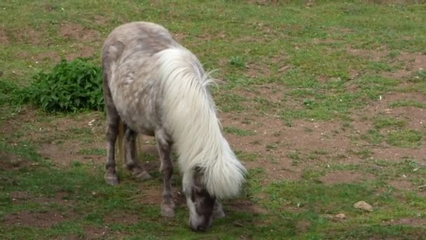 Grazende licht bruin pony — Stockvideo