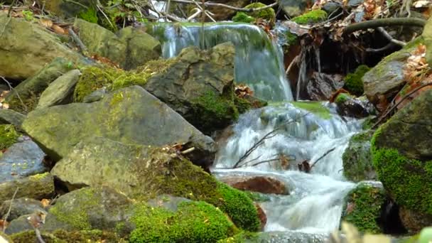 Malý potok v lese — Stock video