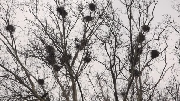 Corbeaux dans les nids sur l'arbre — Video