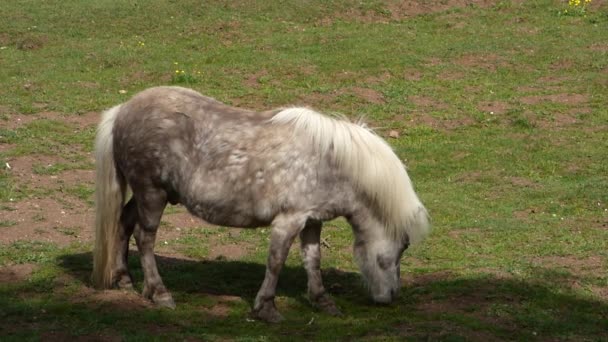 Pascolo pony marrone chiaro — Video Stock