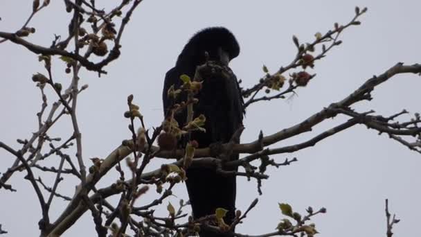 Krähen in Nestern am Baum — Stockvideo