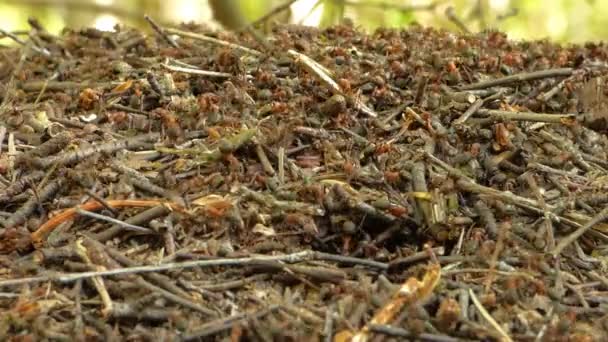 Molino en el bosque — Vídeo de stock