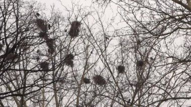 Yuva ağaç hakkında Crows