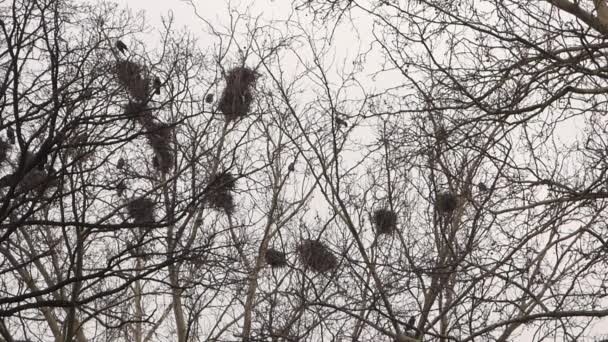 Crows in nests on tree — Stock Video