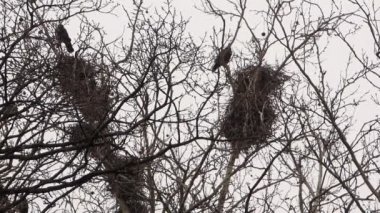 Yuva ağaç hakkında Crows