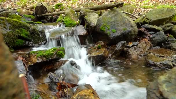 Small creek in forest — Stock Video