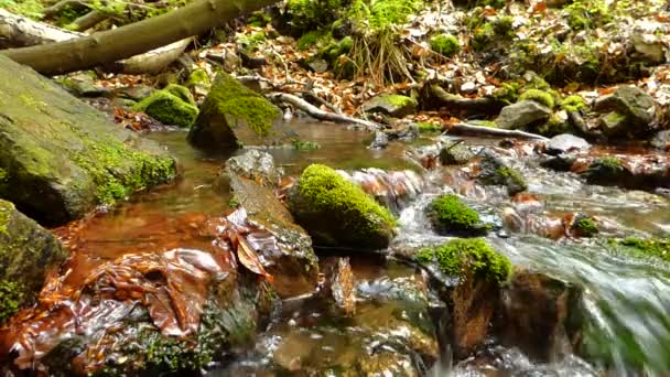 Piccolo torrente nella foresta — Video Stock