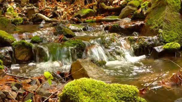 Piccolo torrente nella foresta — Video Stock