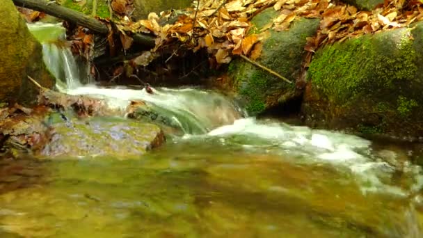 Piccolo torrente nella foresta — Video Stock