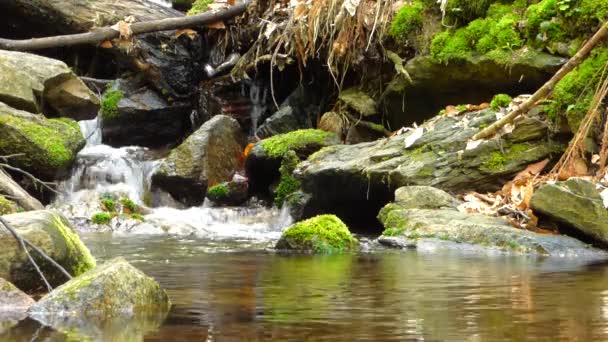 Pequeño arroyo en el bosque — Vídeos de Stock