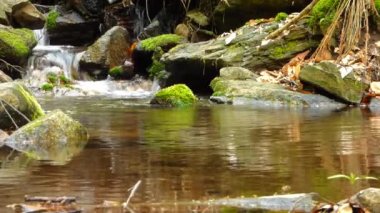 ormandaki küçük dere