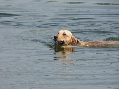Labrador Retriever köpek su