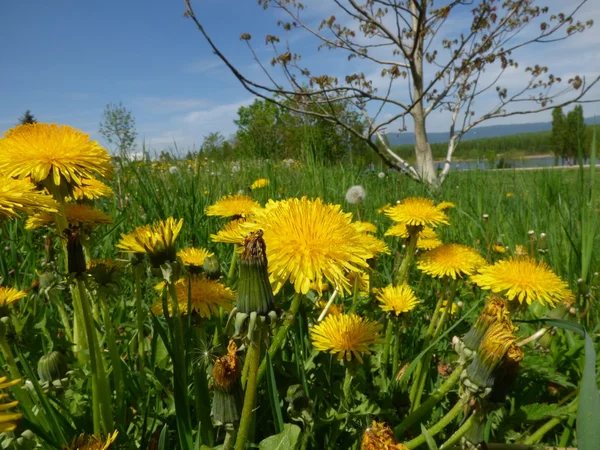 Weiland met paardebloemen — Stok fotoğraf