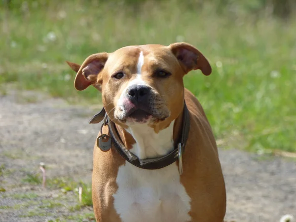 Guarding pit bull dog — Stock Photo, Image