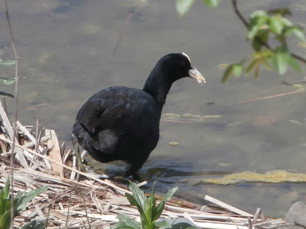 Galo preto no lago — Fotografia de Stock