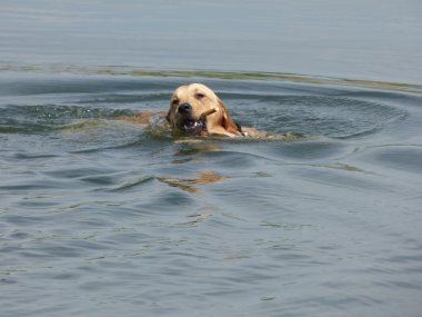 Labrador Retriever köpek su