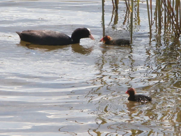 Galo preto no lago — Fotografia de Stock