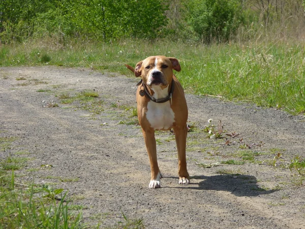 Çukur boğa köpek koruma