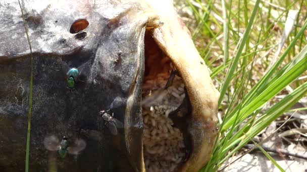 Solucanlarla ölü balık — Stok video