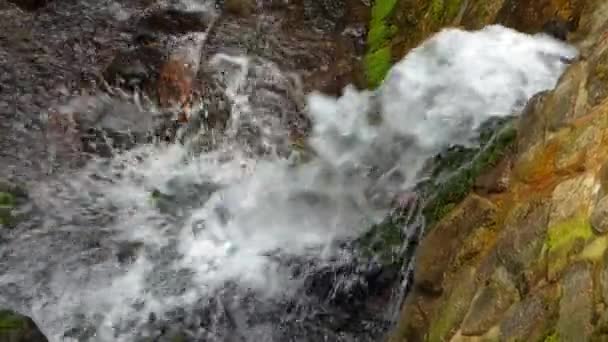 Pequeño arroyo en el bosque — Vídeo de stock