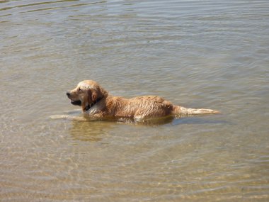 Labrador Retriever köpek su